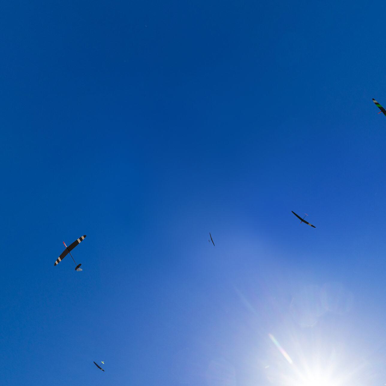 Ihlg Torrey Pines Gulls